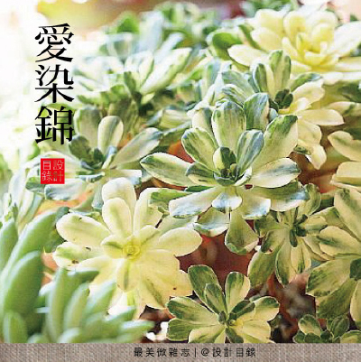 愛染錦，讓這可愛的植物，在你的案頭營造天真童話。奇幻異星裏的多肉植物 家居 园艺 植物 童話