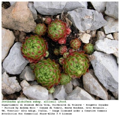 欧洲进口 长生草 Jov glolobifera allionii 群生 带4个小球 59