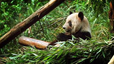 熊猫物语 Panda_GettyRF