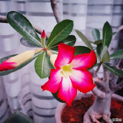 獨坐仲夏閒適午風綠手指 之 花都開好了