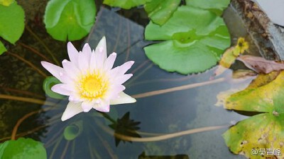 獨坐仲夏閒適午風綠手指 之 花都開好了