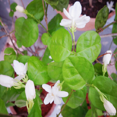獨坐仲夏閒適午風綠手指 之 花都開好了