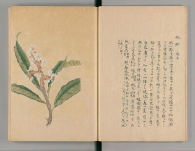 《夏木譜》寫本。江戶本草學家亀協從