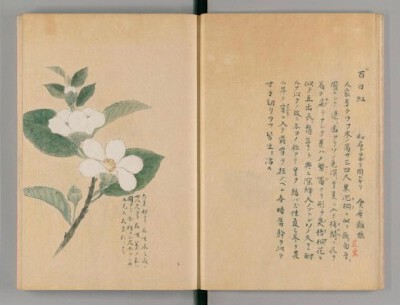 《夏木譜》寫本。江戶本草學家亀協從