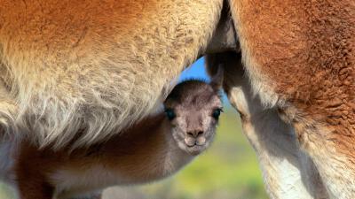 寻求安全感的羊驼宝宝 YoungGuanaco