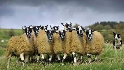 教官与新兵 SheepFlock