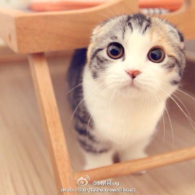 心要化了系列。。。。。