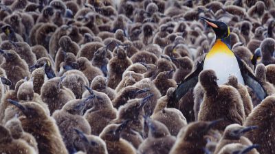 被“猕猴桃”包围的帝王企鹅 KingPenguinChicks