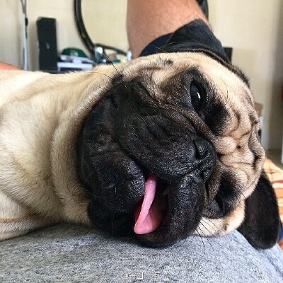 pug