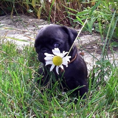 pug 花儿与少年