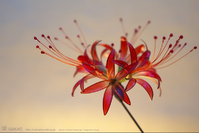 2011 彼岸花 簪 kanzashi「紅 -beni- 」