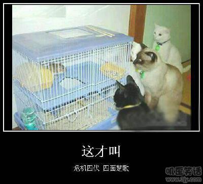 【搞笑图片】（喜欢的话，就收集）小老鼠的情况很糟糕啊！
