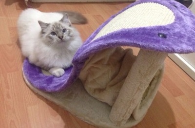 多功能3合1小型猫爬架猫箱猫窝 猫隧道 宠物用品猫咪玩具磨爪专用