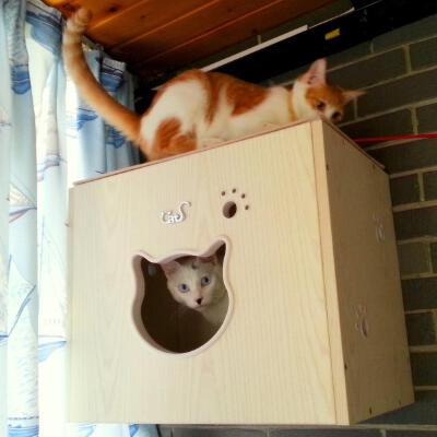 CatSF2 墙上猫盒子！ CatS时尚猫咪家具