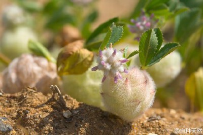 owl【植物神经】萌绒球三叶草！ 豆科三叶草属（又称车轴草属）多年生草本，英文名： woolly clover，学名：Trifolium tomentosum。似乎还没有正式中文名，既然这么可爱，请@刘夙 老师及朋友们给起个中文花名吧。 fli…