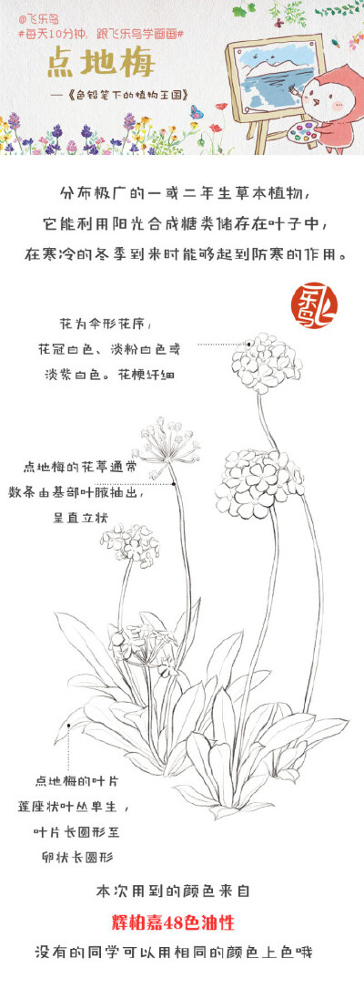#每天10分钟，跟飞乐鸟学画画# 点地梅不是梅花的花，报春花科，它能利用阳光合成糖类储存在叶子中，在寒冷的冬季到来时能够起到防寒的作用。类似人类存储脂肪御寒过冬~