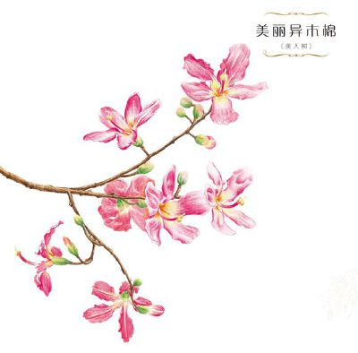 手绘 彩铅画 色铅笔 飞乐鸟 本草绘 植物