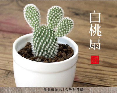 白桃扇。仙人掌属仙人掌科，是黄桃扇的变种，喜欢充足的阳光和温暖干燥的环境，夏天照常生长，属于夏型种。