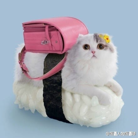 日本一家公司推出的了一系列的以“躺在寿司上的猫”为主题的系列照片。你要哪一款啊