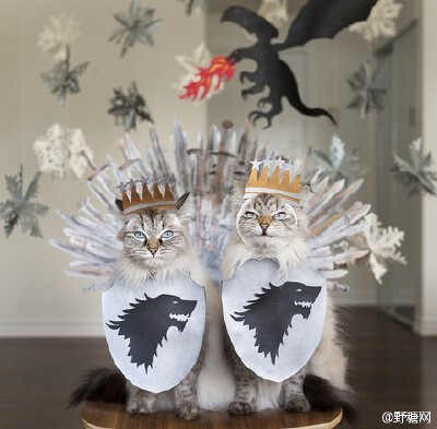 Instagram上炒鸡红的喵星人姐弟Alice &amp;amp; Finnegan~~虽然不是一年生的，但相似度极高！好像龙凤胎~连表情反应都差不多！！只是主人的恶趣味实在是糟糕，感觉是白富美不堪生活重负，被逼成为逗逼的故事 O网页链…