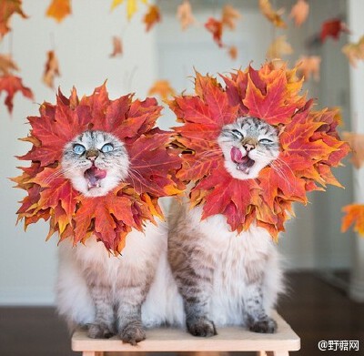 Instagram上炒鸡红的喵星人姐弟Alice &amp;amp; Finnegan~~虽然不是一年生的，但相似度极高！好像龙凤胎~连表情反应都差不多！！只是主人的恶趣味实在是糟糕，感觉是白富美不堪生活重负，被逼成为逗逼的故事 O网页链…