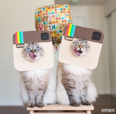 Instagram上炒鸡红的喵星人姐弟Alice &amp;amp; Finnegan~~虽然不是一年生的，但相似度极高！好像龙凤胎~连表情反应都差不多！！只是主人的恶趣味实在是糟糕，感觉是白富美不堪生活重负，被逼成为逗逼的故事 O网页链…