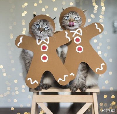 Instagram上炒鸡红的喵星人姐弟Alice &amp;amp; Finnegan~~虽然不是一年生的，但相似度极高！好像龙凤胎~连表情反应都差不多！！只是主人的恶趣味实在是糟糕，感觉是白富美不堪生活重负，被逼成为逗逼的故事 O网页链…
