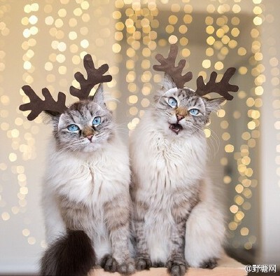 Instagram上炒鸡红的喵星人姐弟Alice &amp;amp; Finnegan~~虽然不是一年生的，但相似度极高！好像龙凤胎~连表情反应都差不多！！只是主人的恶趣味实在是糟糕，感觉是白富美不堪生活重负，被逼成为逗逼的故事 O网页链…