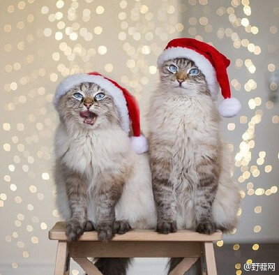 Instagram上炒鸡红的喵星人姐弟Alice &amp;amp; Finnegan~~虽然不是一年生的，但相似度极高！好像龙凤胎~连表情反应都差不多！！只是主人的恶趣味实在是糟糕，感觉是白富美不堪生活重负，被逼成为逗逼的故事 O网页链…