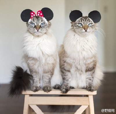 Instagram上炒鸡红的喵星人姐弟Alice &amp;amp; Finnegan~~虽然不是一年生的，但相似度极高！好像龙凤胎~连表情反应都差不多！！只是主人的恶趣味实在是糟糕，感觉是白富美不堪生活重负，被逼成为逗逼的故事 O网页链…