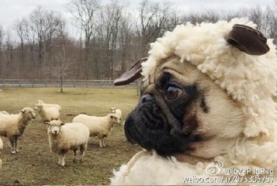 Repost: (everyone love a pug) 今天，偶是牧童，在山上牧羊.....