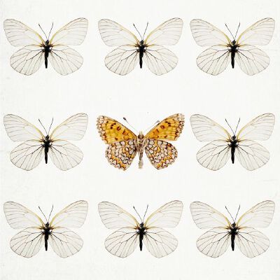 butterflies.