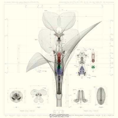几何的花——Macoto Murayama