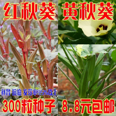 红秋葵种子 散装黄秋葵种子补肾菜营养蔬菜种子杨贵妃300粒包邮