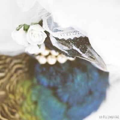 多希望你只是睡去，来自土耳其摄影师Emir ozsahin拍摄的这组主题为Pastel Deaths的死去动物的照片，你会相信这些逝去的动物去了美好的天堂。它们就像照片中一样安详。