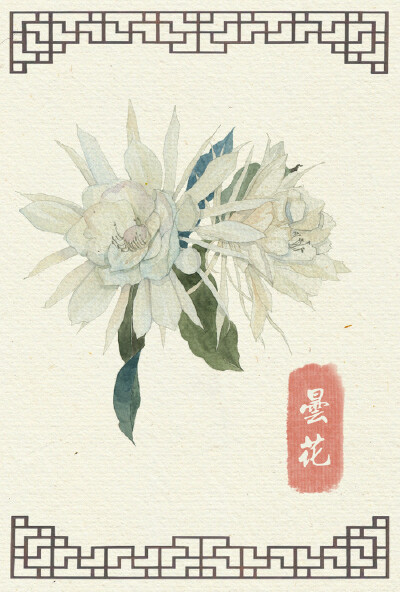 昙花