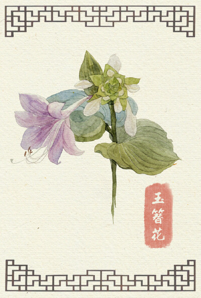 玉簪