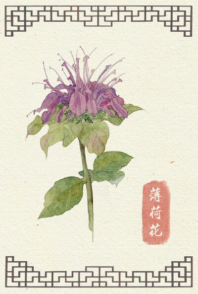 薄荷花