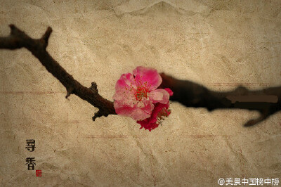 古寺寻梅，暗香浮动。#美景中国榜中榜#