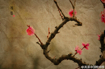 古寺寻梅，暗香浮动。#美景中国榜中榜#