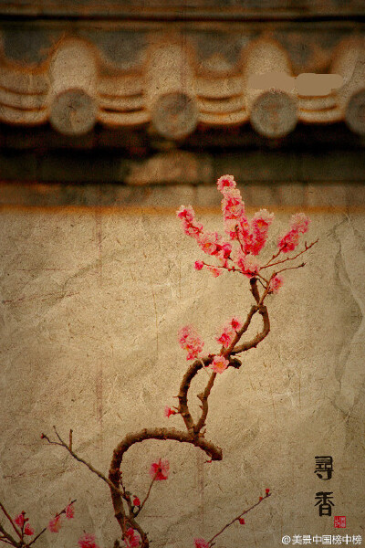 古寺寻梅，暗香浮动。#美景中国榜中榜#