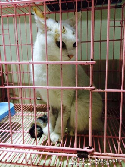 谁能给它们一个家