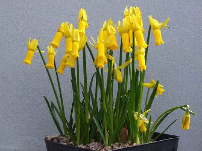 仙客来水仙（N. cyclamineus ）