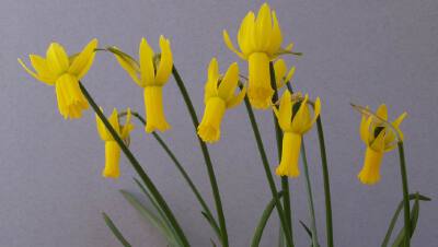 仙客来水仙（N. cyclamineus ）
