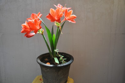 紫根兰（石蒜科垂筒花属）