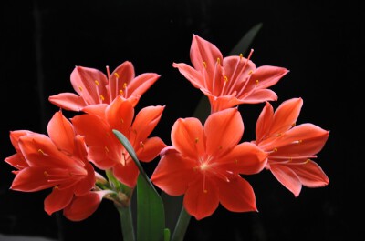 紫根兰（石蒜科垂筒花属）