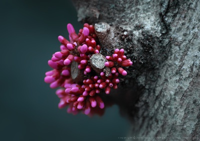 紫荆 Cercis chinensis
