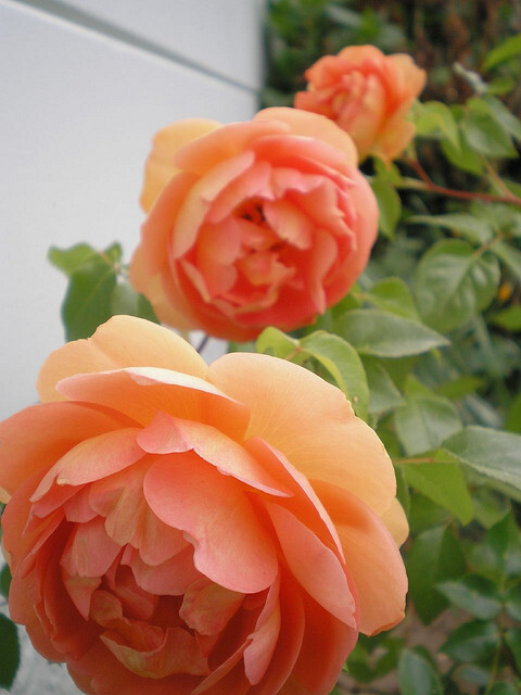 #微距# #鲜花# #玫瑰#