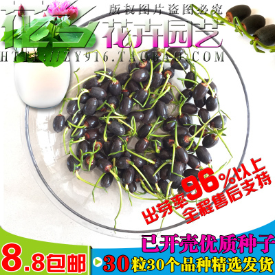 已开口碗莲种子水培植物卉绿植盆栽睡莲荷花种子水生花卉包邮花盆