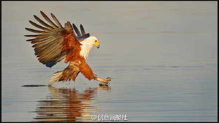 美丽的鸟类摄影欣赏